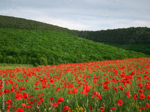 Spring meadow of poppies.