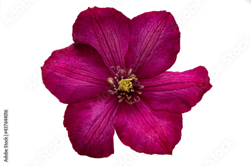 clematis flower isolated
