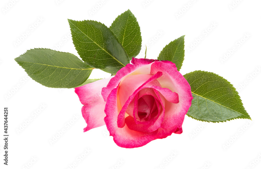 pink rose isolated pink rose isolated
