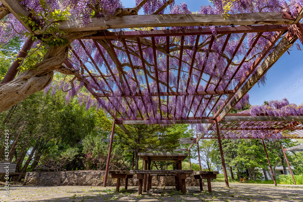 Fototapeta premium 北海道 百合が原公園 藤 藤棚 花