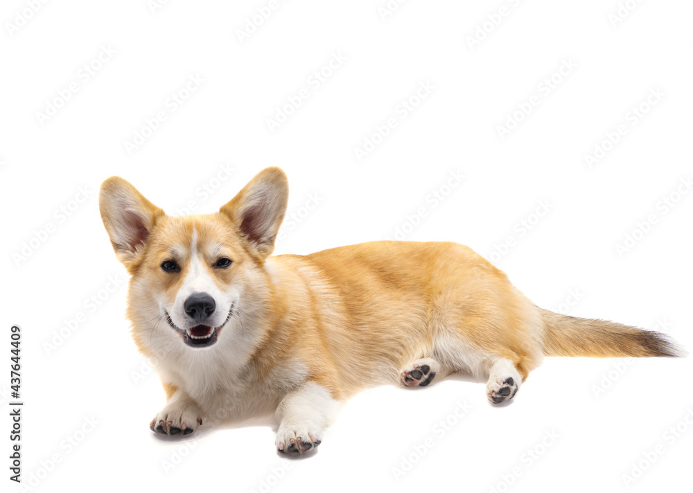 corgi dog isolated