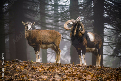 European mouflon in a forest