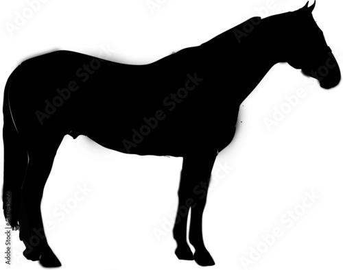 silhouette of a horse