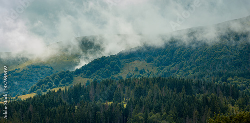 Foggy spruce forest on Carpathian mountains after a summer rain. Misty landscape with fir forest-covered hills.