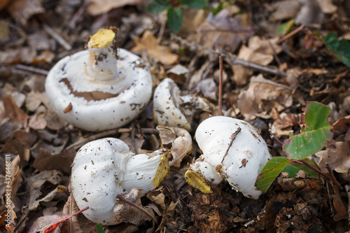 Cut fresh champignons heap on dry leaves. Autumn seasonal mushrooms hunting. Vegetarian food alternative. Close up