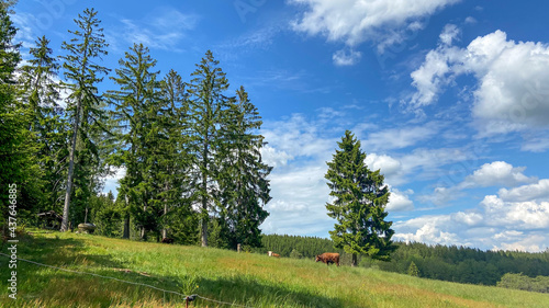 Hünersedelturm im Schwarzwald photo