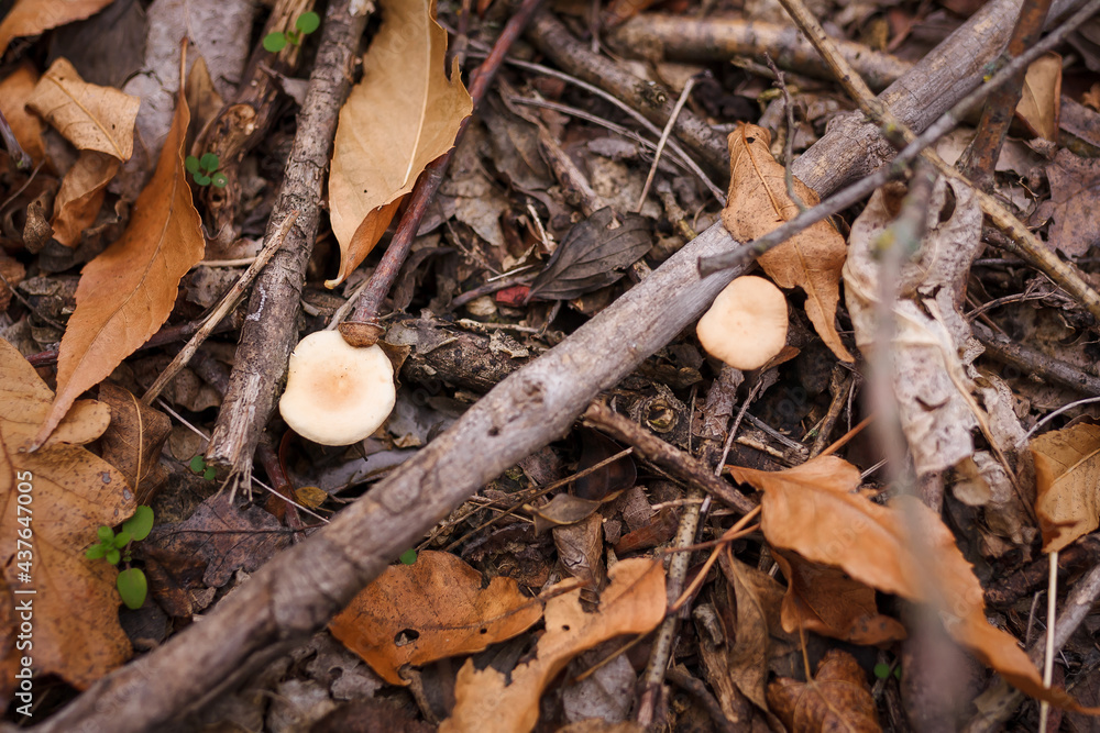 Soft focused shot of two small forest mushrooms on dry autumn leaves and grass background. Fall wild nature Soft focused shot of two small forest mushrooms on dry autumn leaves and grass background. Fall wild nature