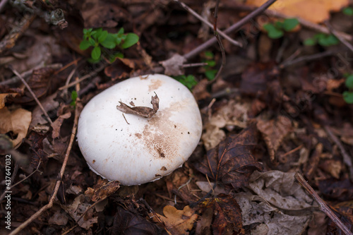 White champignon in autumn forest among dry leaves. Seasonal mushrooms hunting, fall nature, healthy organic food concept.