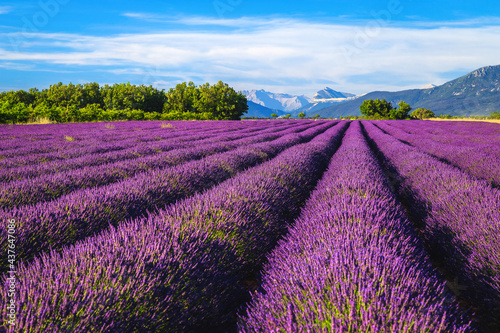 Flowery landscape with beautiful lavender bushes in Provence, Valensole, France