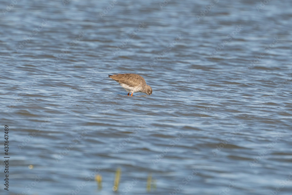 Redshank, Tringa totanus, wades with reflection in the water. The bird is looking for food in the sea Redshank, Tringa totanus, wades with reflection in the water. The bird is looking for food in the sea