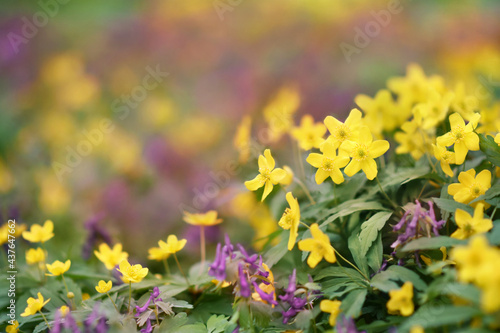 Spring blossoming yellow wood anemone (anemonoides ranunculoides) flowers on green meadow, springtime yellow flower background, shiny floral card, selective focus, shallow DOF, toned