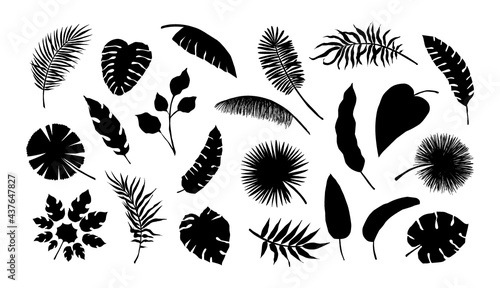 Exotic leaf silhouette. Tropical monstera and banana tree branches. Black and white coconut palm fronds. Summer foliage. Isolated jungle plants. Vector decorative natural elements set