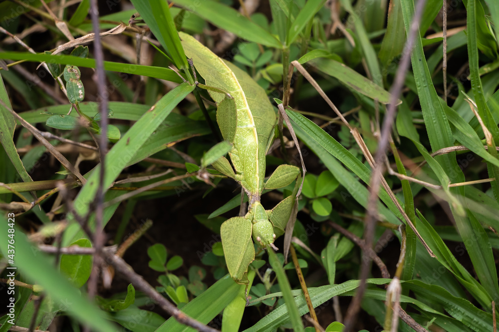 Walking Leaf - Genus Cryptophyllium, family Phylliidae Walking Leaf - Genus Cryptophyllium, family Phylliidae