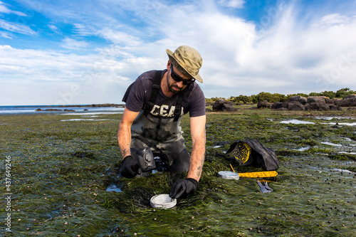 Scientist collecting a sediment core to asses carbon sequestration rates in the sediment of a tidal seagrass bed. photo