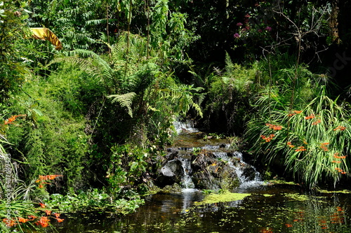Ecuador Quito - Quito Botanical Garden pond with flowers and plants