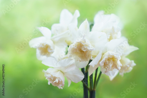 Spring blossoming white daffodils in garden, springtime blooming narcissus (jonquil) flowers, selective focus, shallow DOF, toned
