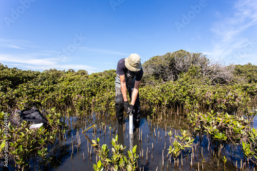 Foto Scientist collecting a sediment core to asses carbon sequestration rates in the sediment of mangroves