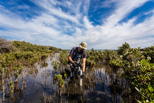 Scientist collecting a sediment core to asses carbon sequestration rates in the sediment of mangroves.