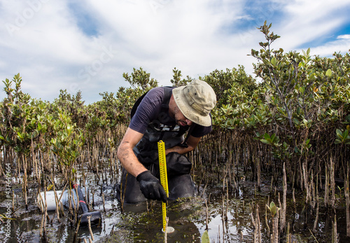 Scientist collecting a sediment core to asses carbon sequestration rates in the sediment of mangroves. photo