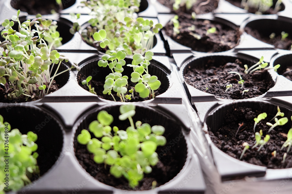 Small seedlings of parsley. Seedlings in jars. Growing from seeds. Plant shoots. Small seedlings of parsley. Seedlings in jars. Growing from seeds. Plant shoots.