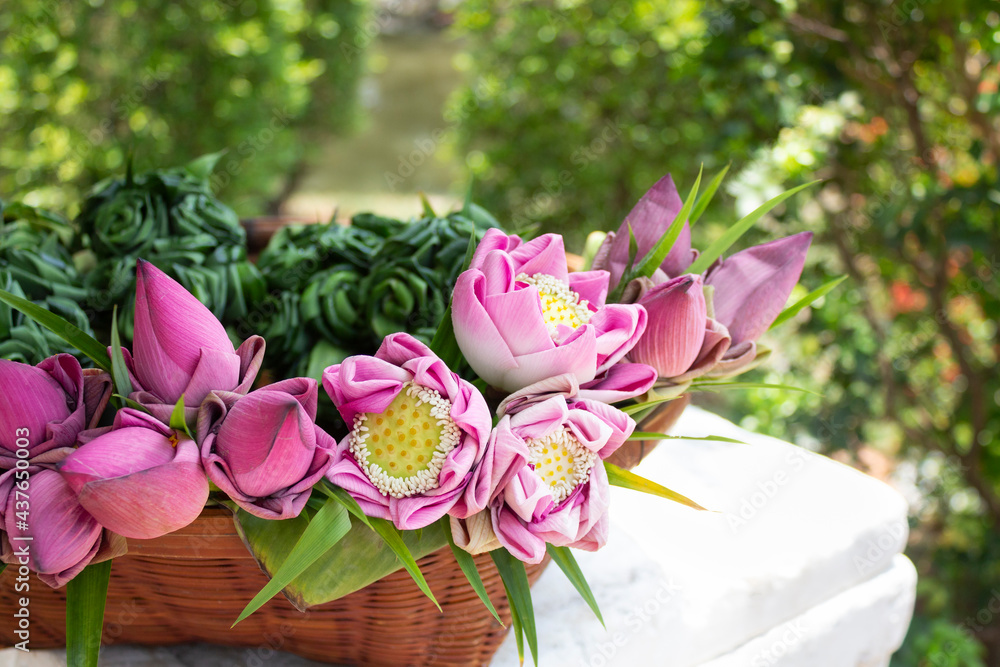 Pink lotus flowers for Buddhist temple in a basket.