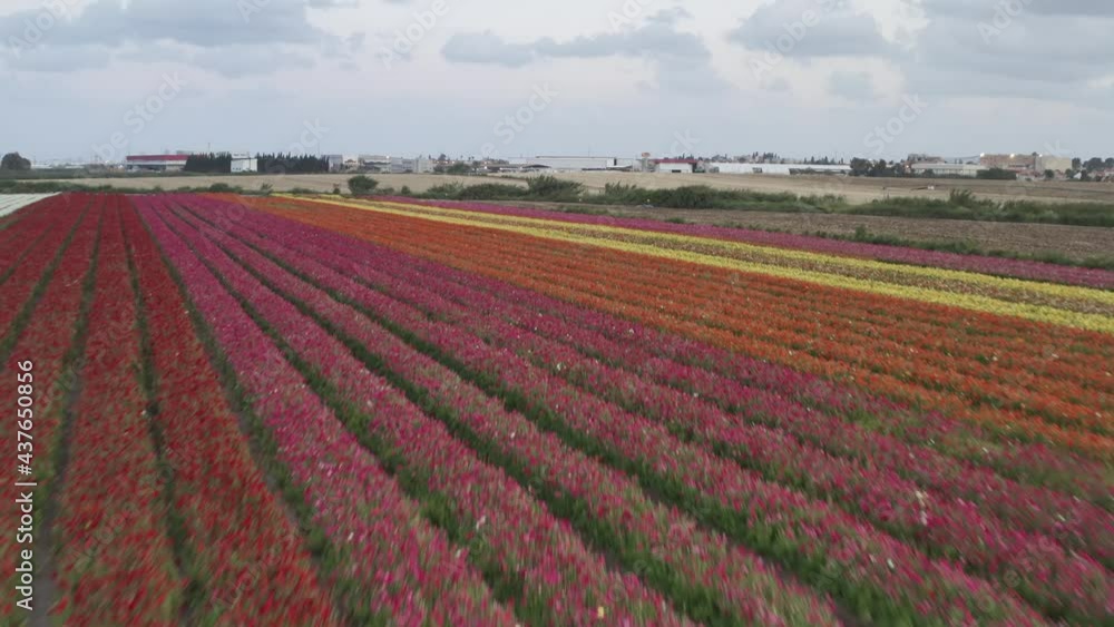 Aerial view over buttercup field, Israel
drone fly low over buttercup field
Aerial view over buttercup field, Israel
drone fly low over buttercup field