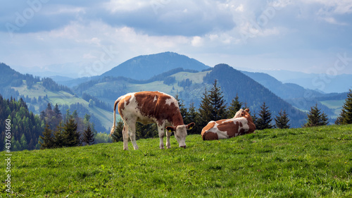 Junge Ochsen auf einer Weide im Almenland, Sommeralm, in der Steiermark, Österreich  - Almo © Sonja Birkelbach