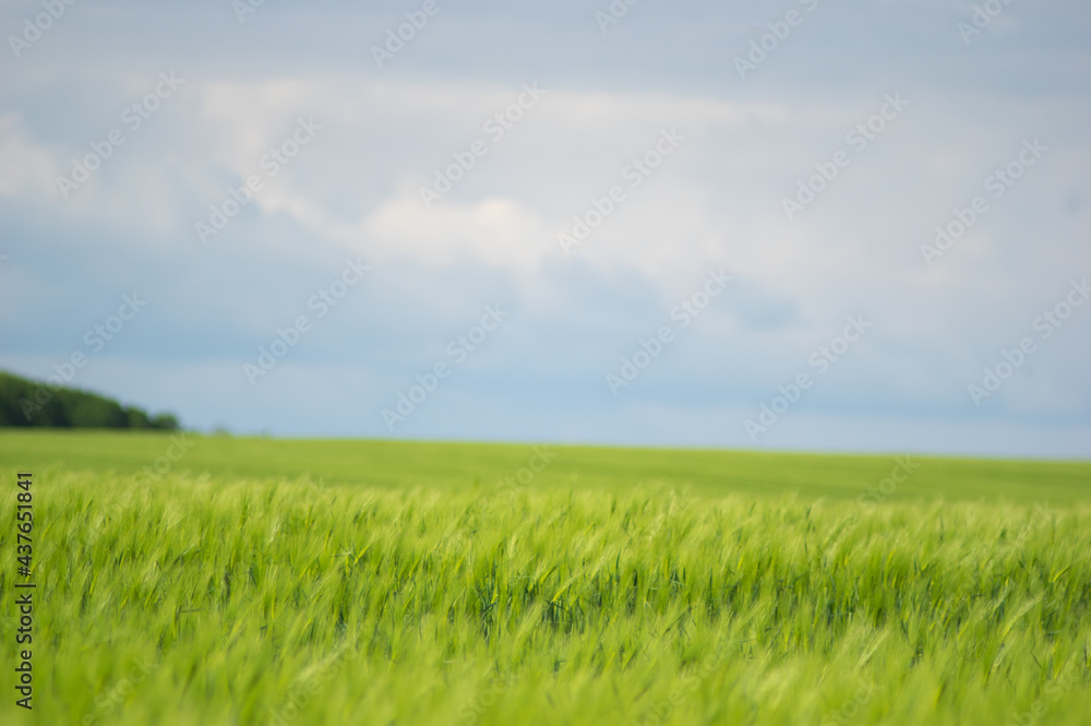 Spikelets of wheat on the field close up