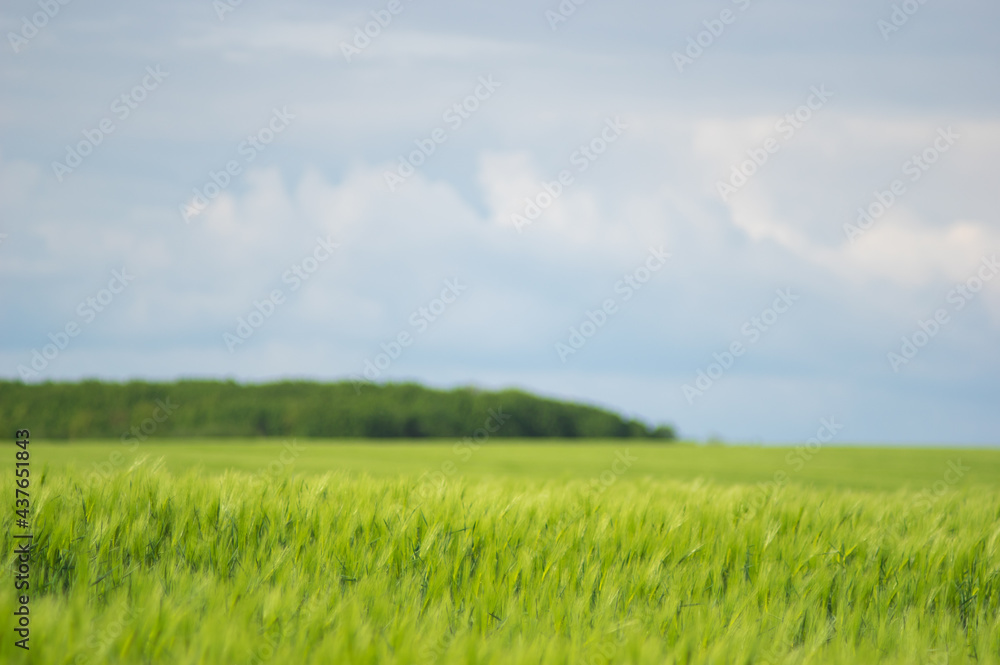 Spikelets of wheat on the field close up