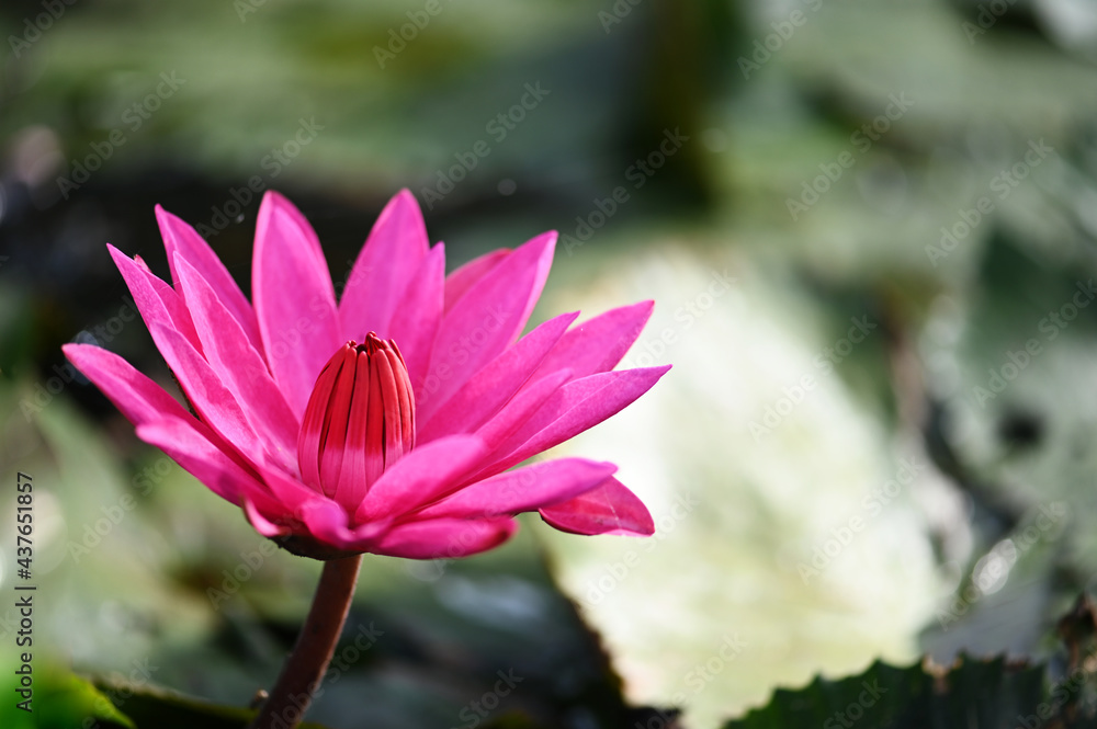 Close up of Beautiful Lotus Flower Blossom in Pond. Close up of Beautiful Lotus Flower Blossom in Pond.