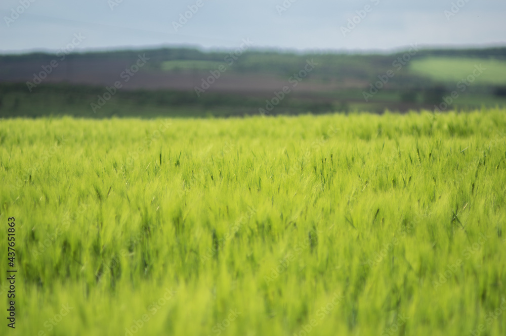 Spikelets of wheat on the field close up