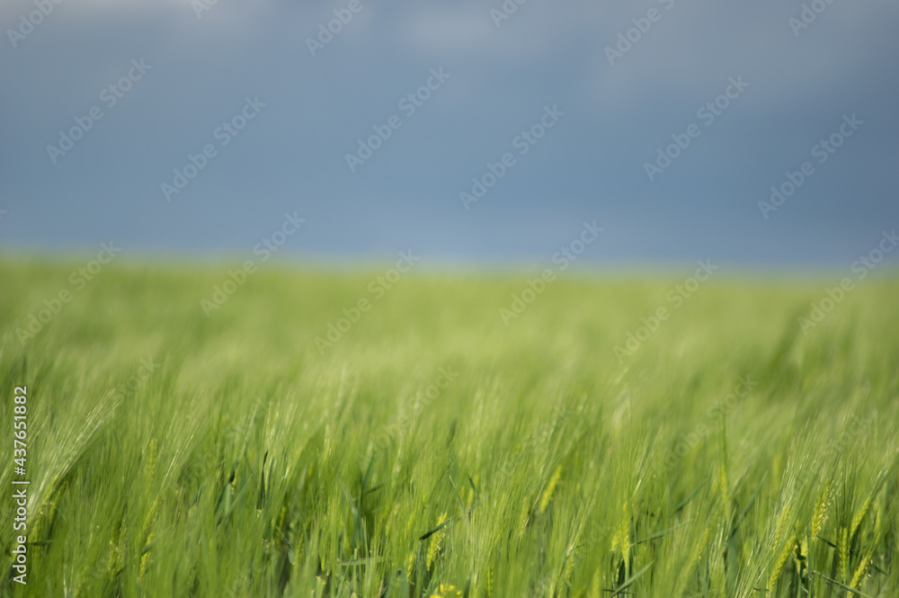Spikelets of wheat on the field close up Spikelets of wheat on the field close up