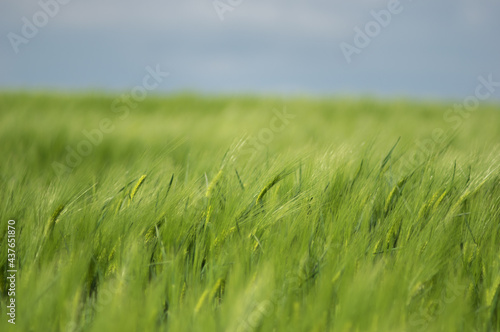 Spikelets of wheat on the field close up