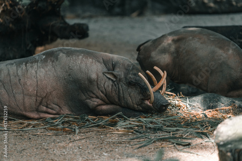 Wild pig Babirussa in a zoo photo