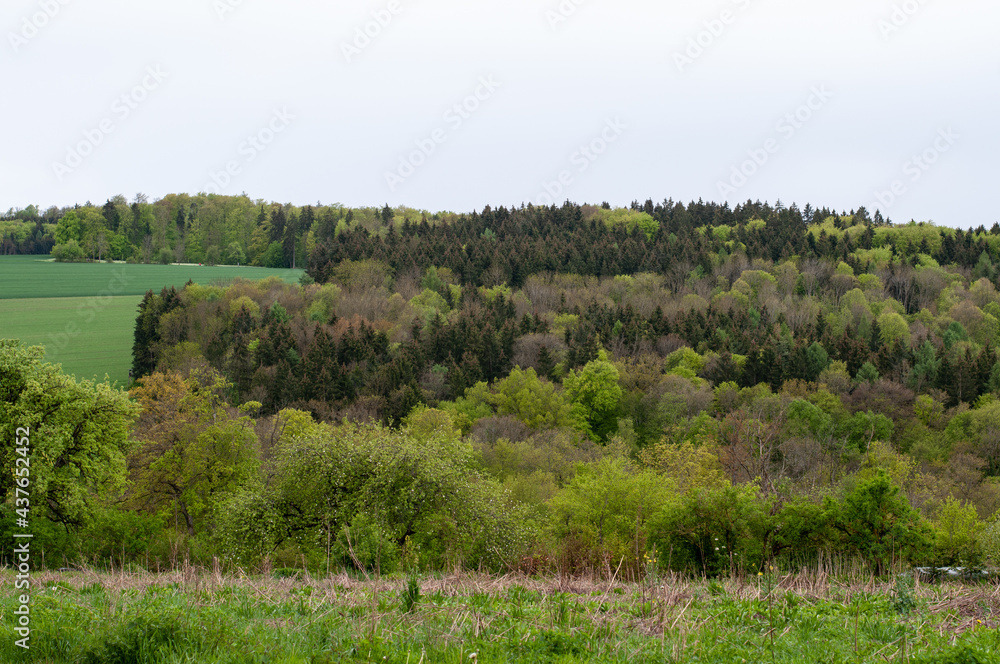 a mixed forest in green shades in springtime
