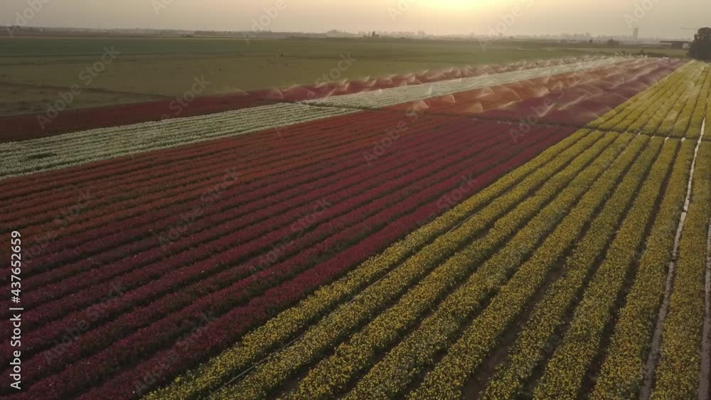 Aerial view over buttercup field with sprinklers, Israel
drone fly low over buttercup field
Aerial view over buttercup field with sprinklers, Israel
drone fly low over buttercup field