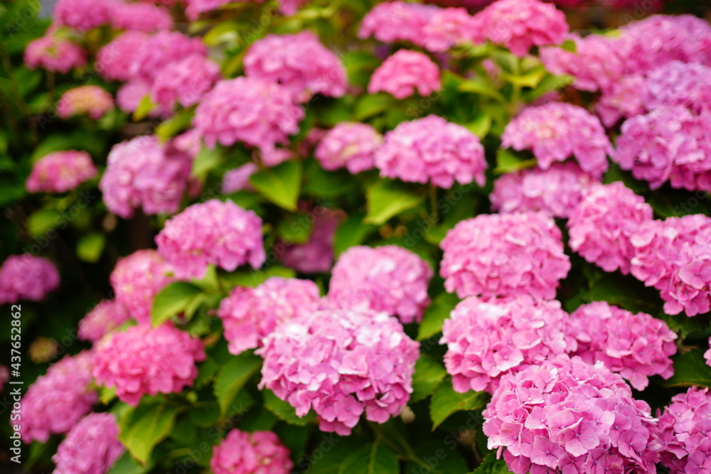 Pink and purple Hydrangea flower on blurred background - ピンクと紫色の紫陽花の花 Pink and purple Hydrangea flower on blurred background - ピンクと紫色の紫陽花の花