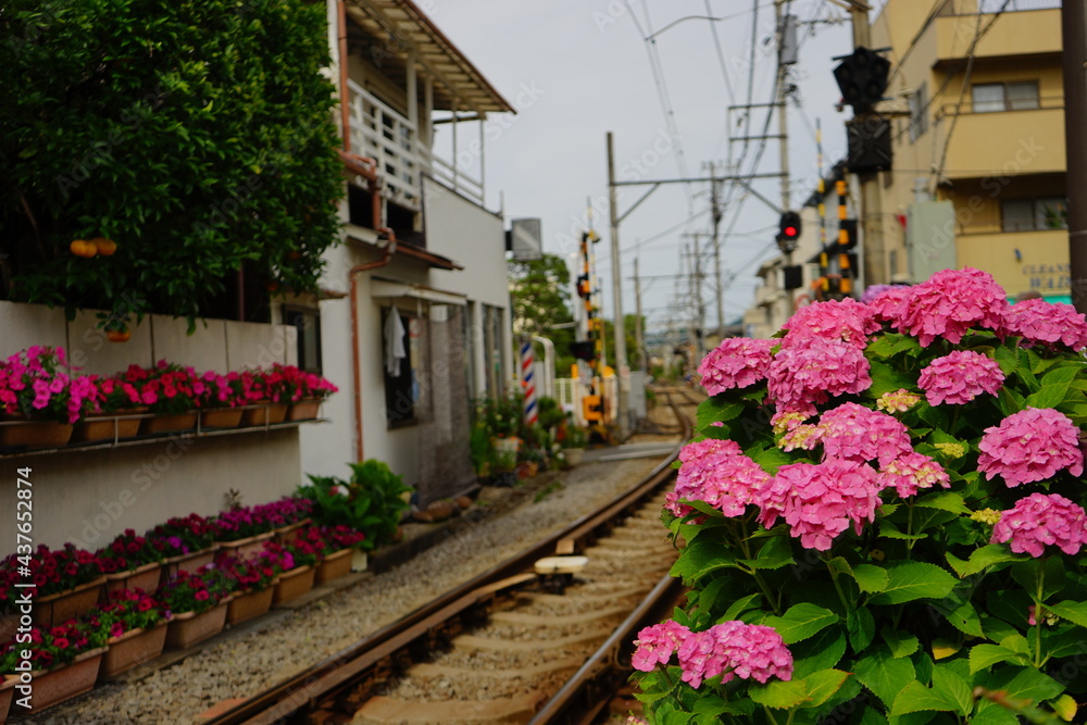 Enoden Railway along pink and purple Hydrangea flower - 紫陽花の花と江ノ電の線路