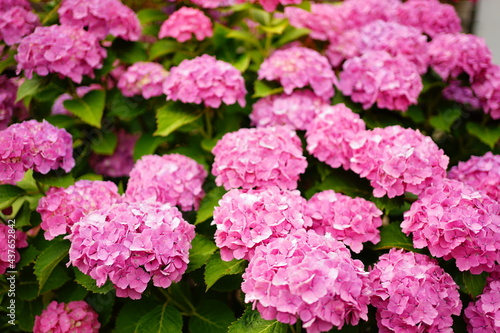 Pink and purple Hydrangea flower on blurred background -                                     