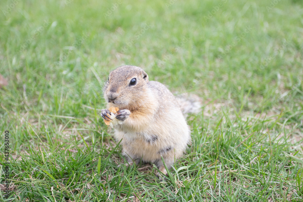 Groundhogs eating bread standing and looking. Groundhogs eating bread standing and looking.