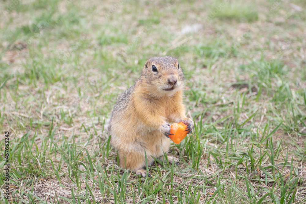Wild red gopher eating carrot. A groundhog sitting at its burrow on the grass Wild red gopher eating carrot. A groundhog sitting at its burrow on the grass