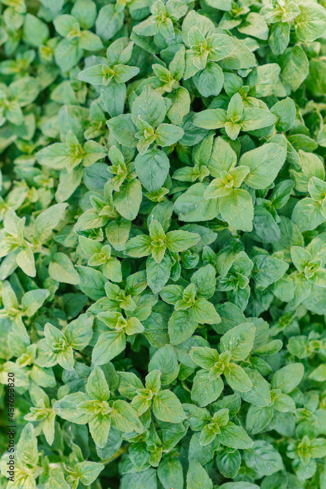 Fototapeta premium Background of fresh green organic oregano growing in the garden