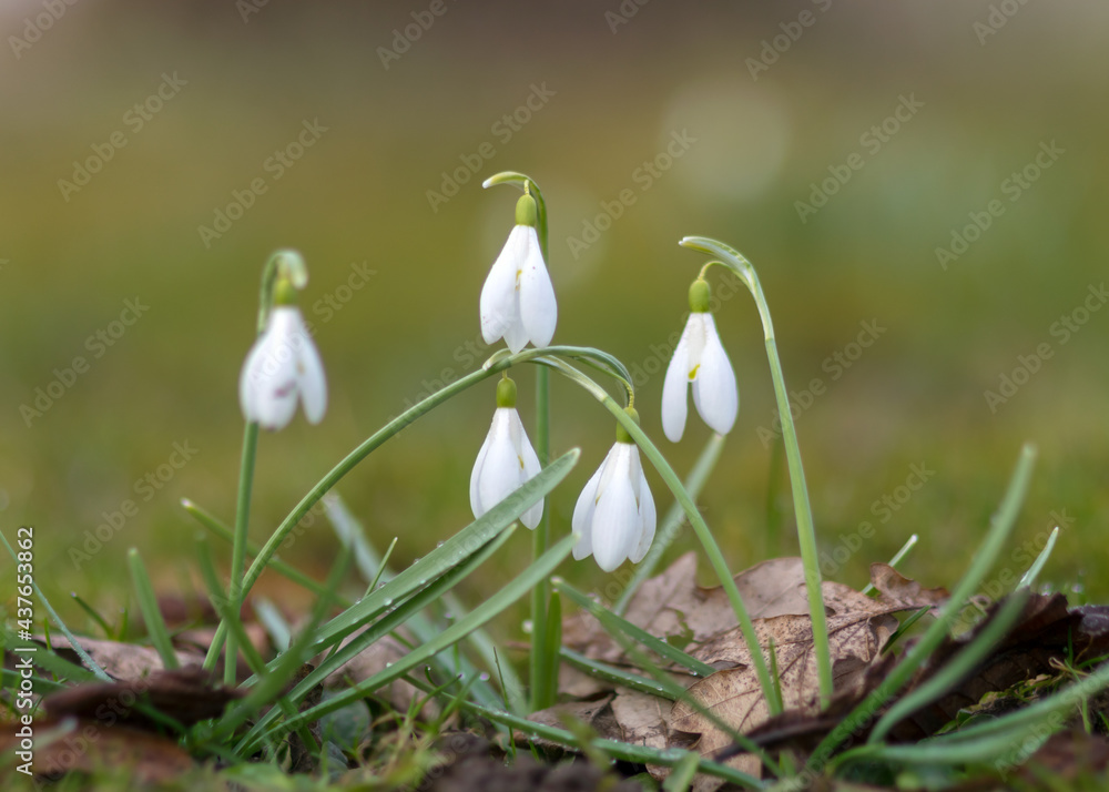 landscape with the first fragments of spring flowers and contours in the garden on a fuzzy background of green grass, spring landscape with the first fragments of spring flowers and contours in the garden on a fuzzy background of green grass, spring