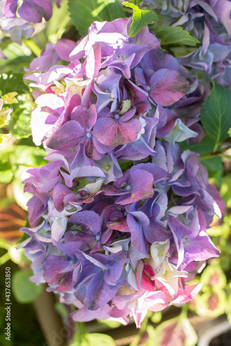lilac hydrangea large-leaved blooms in the garden in summer