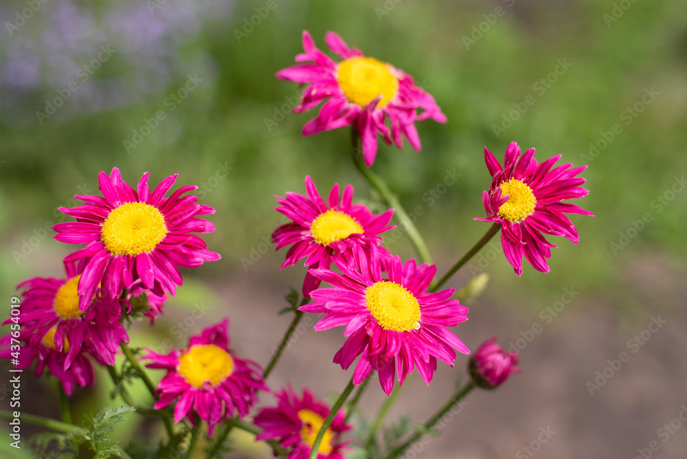 Macro photography. Pink Daisy flower. The pink Pyrethrum, or Persian Daisy (lat. Pyrethrum roseum) in the garden close-up. Macro photography. Pink Daisy flower. The pink Pyrethrum, or Persian Daisy (lat. Pyrethrum roseum) in the garden close-up.