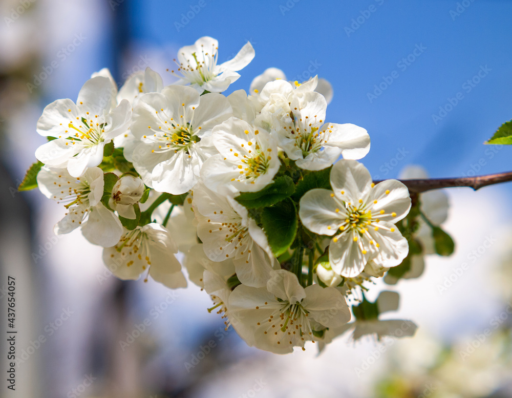Branch of flowering cherry. Fruit tree blooming in spring. Branch of flowering cherry. Fruit tree blooming in spring.