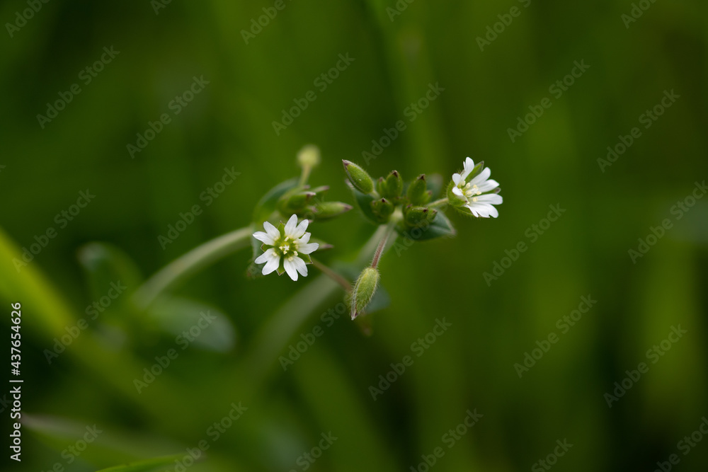 Cerastium Fontanum Cerastium Fontanum
