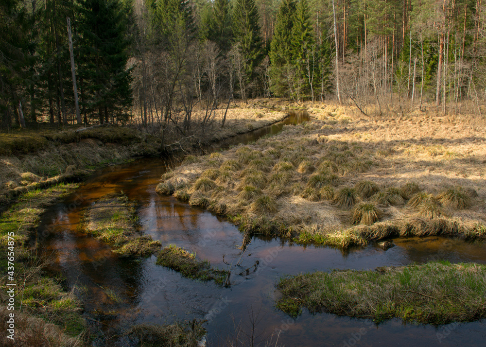 spring landscape with a small wild river, bare trees, reflections in the water, dry grass on the river banks, Stikupe, Vaidava, Latvia