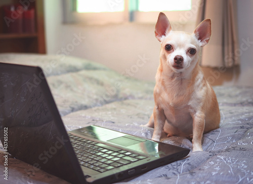 brown Chihuahua dog sitting on bed with computer notebook, looking at camera.