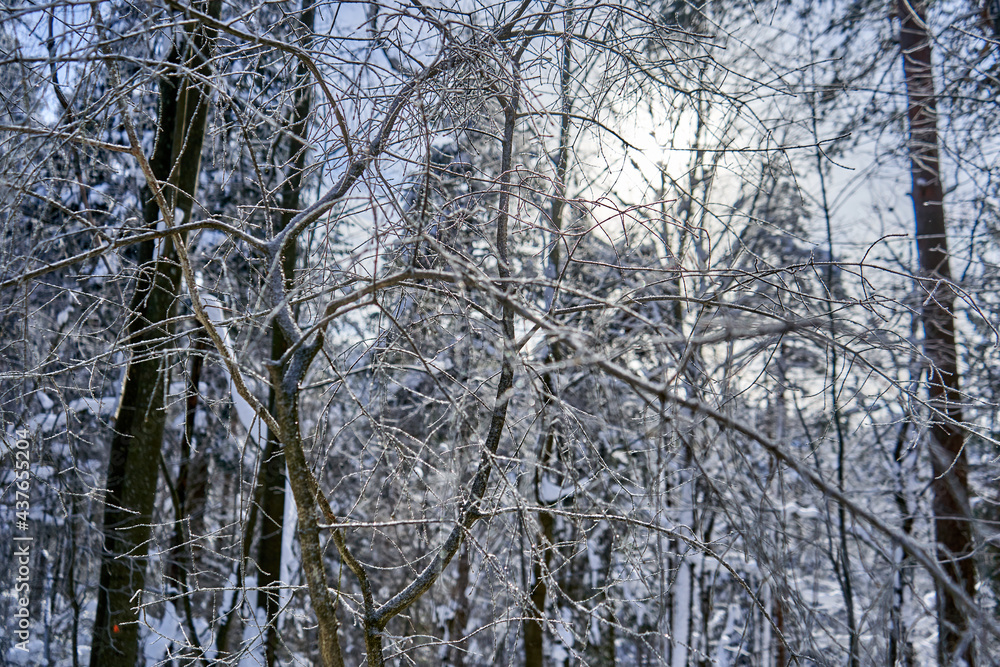 Fototapeta premium Sun rays coming through frosty forest branches